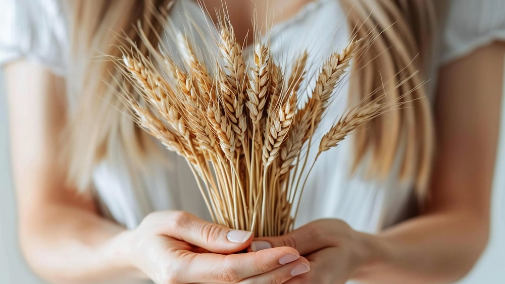 Mani di donna che tengono un mazzo di spighe di grano maturo, simbolo del glutine, per parlare della sensibilità al glutine